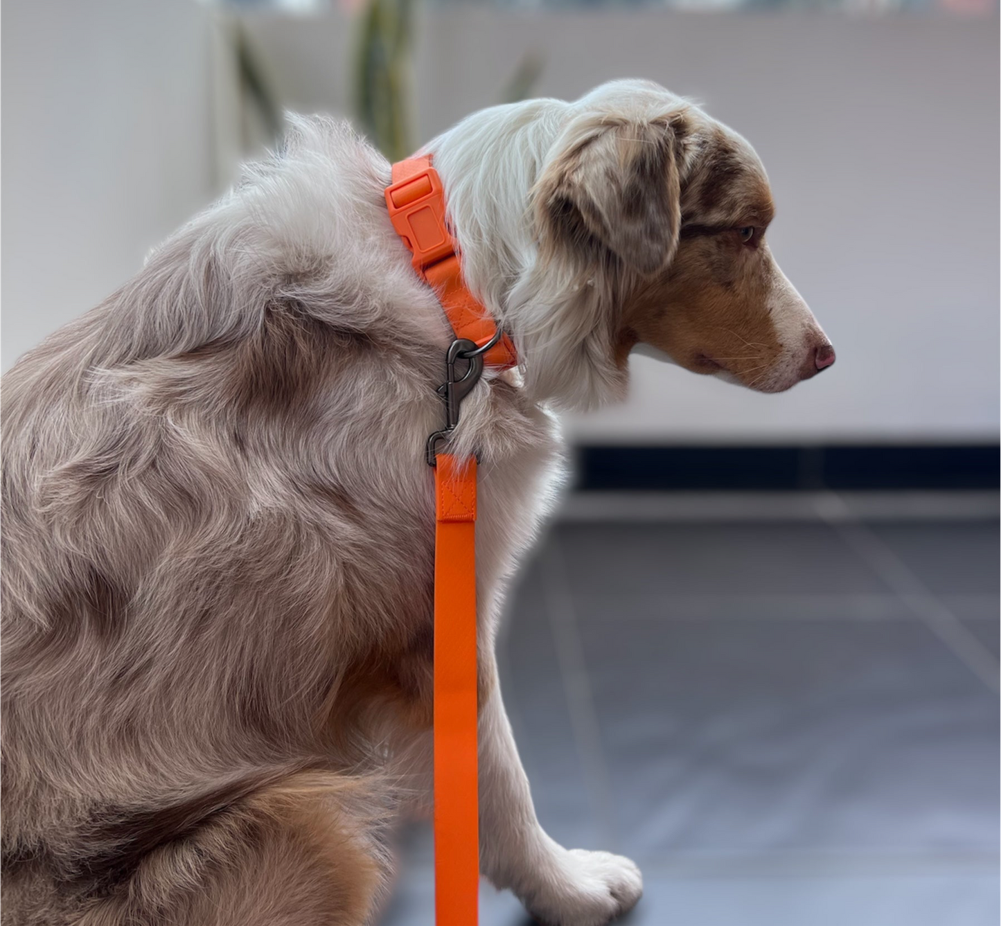 Set Correa y collar en silicona antifluido para perros