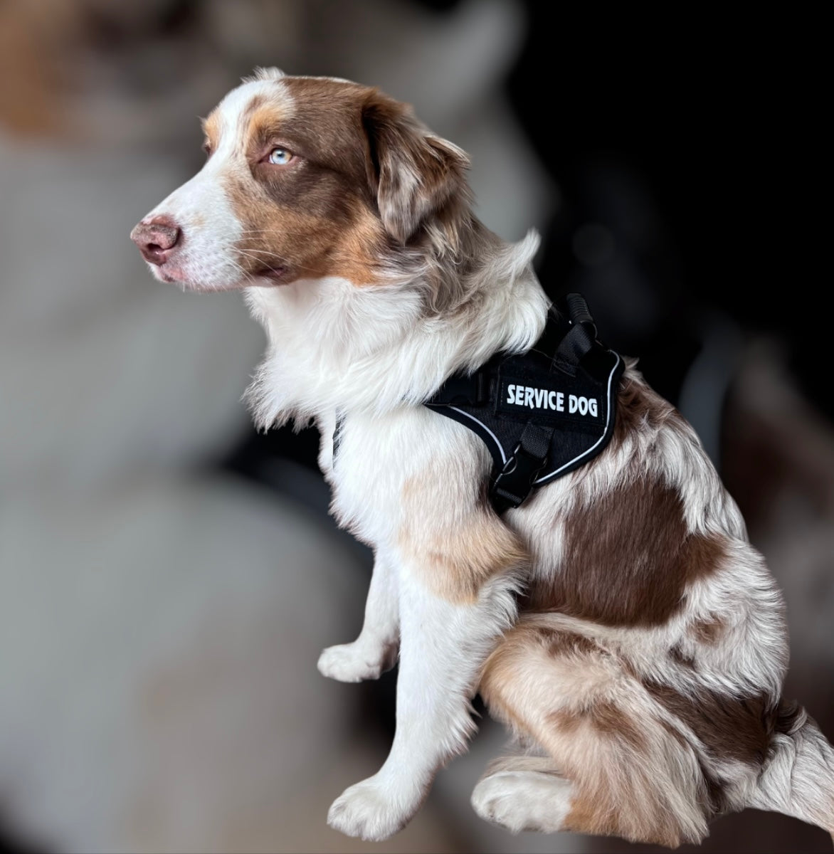Pechera para perros SERVICE DOG PQLFF071-1