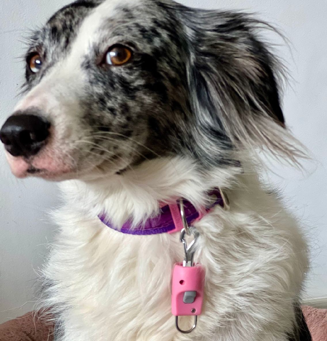 Dispositivo magnético para perros SL01