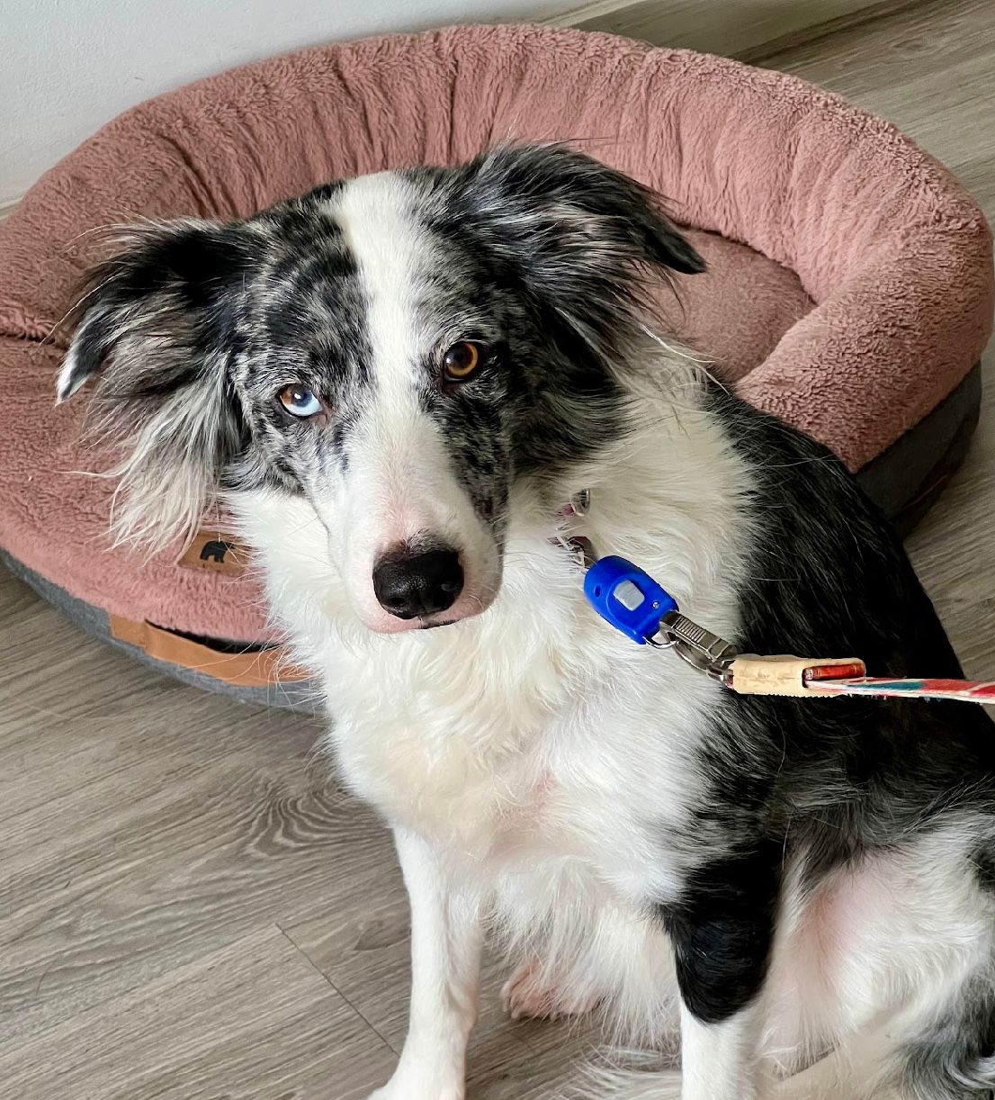 Dispositivo magnético para perros SL01