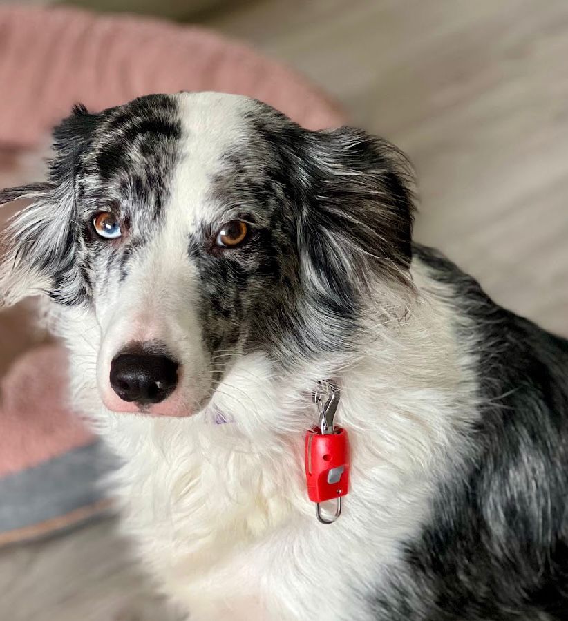 Dispositivo magnético para perros SL01