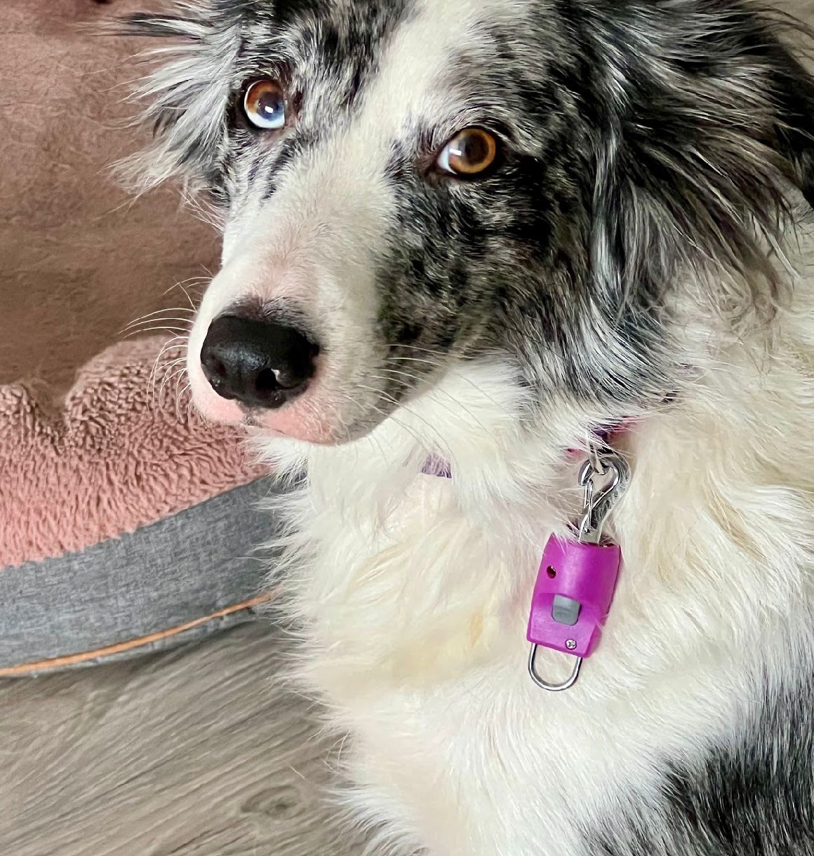 Dispositivo magnético para perros SL01