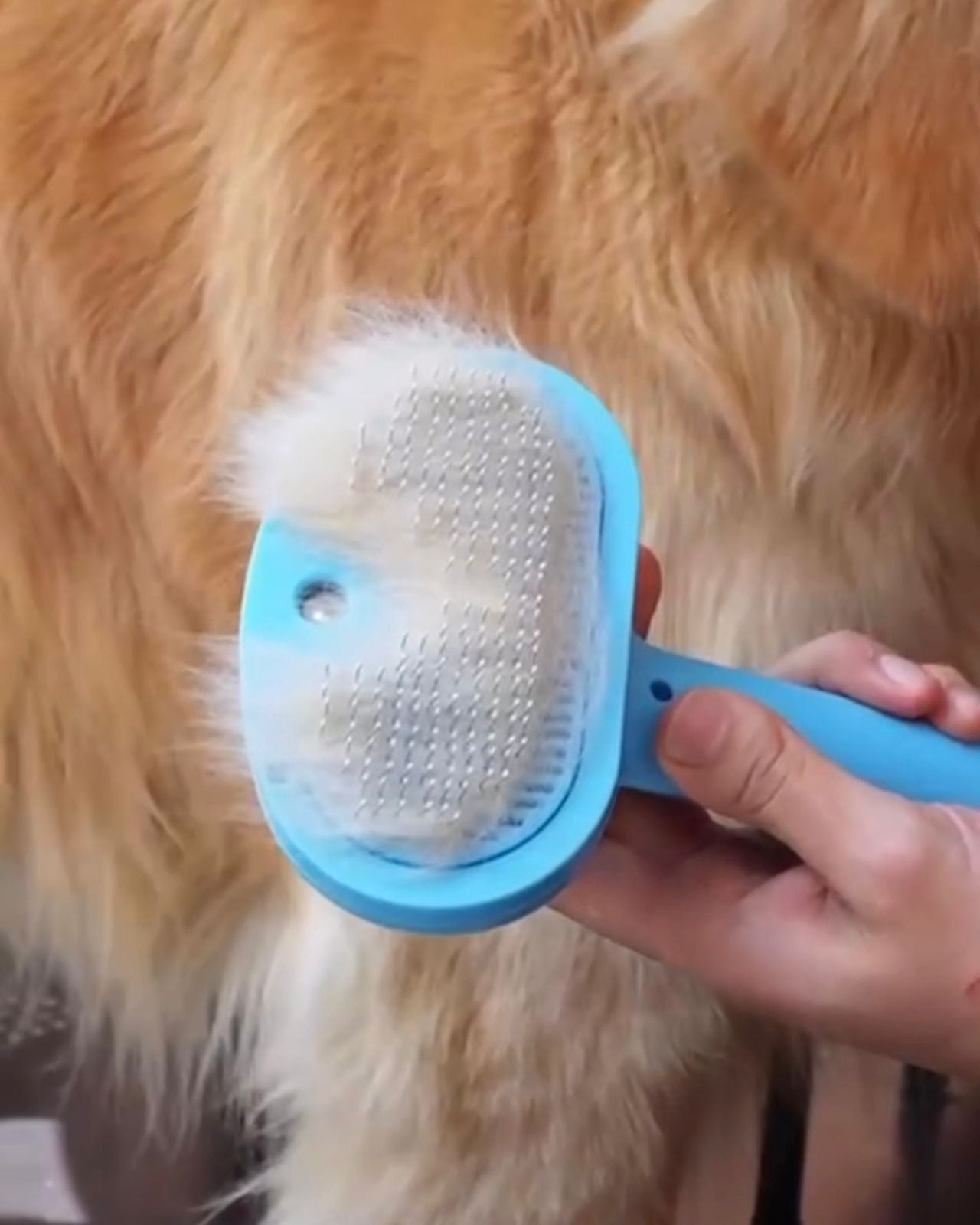 Cepillo a vapor para perros y gatos PQLPS001