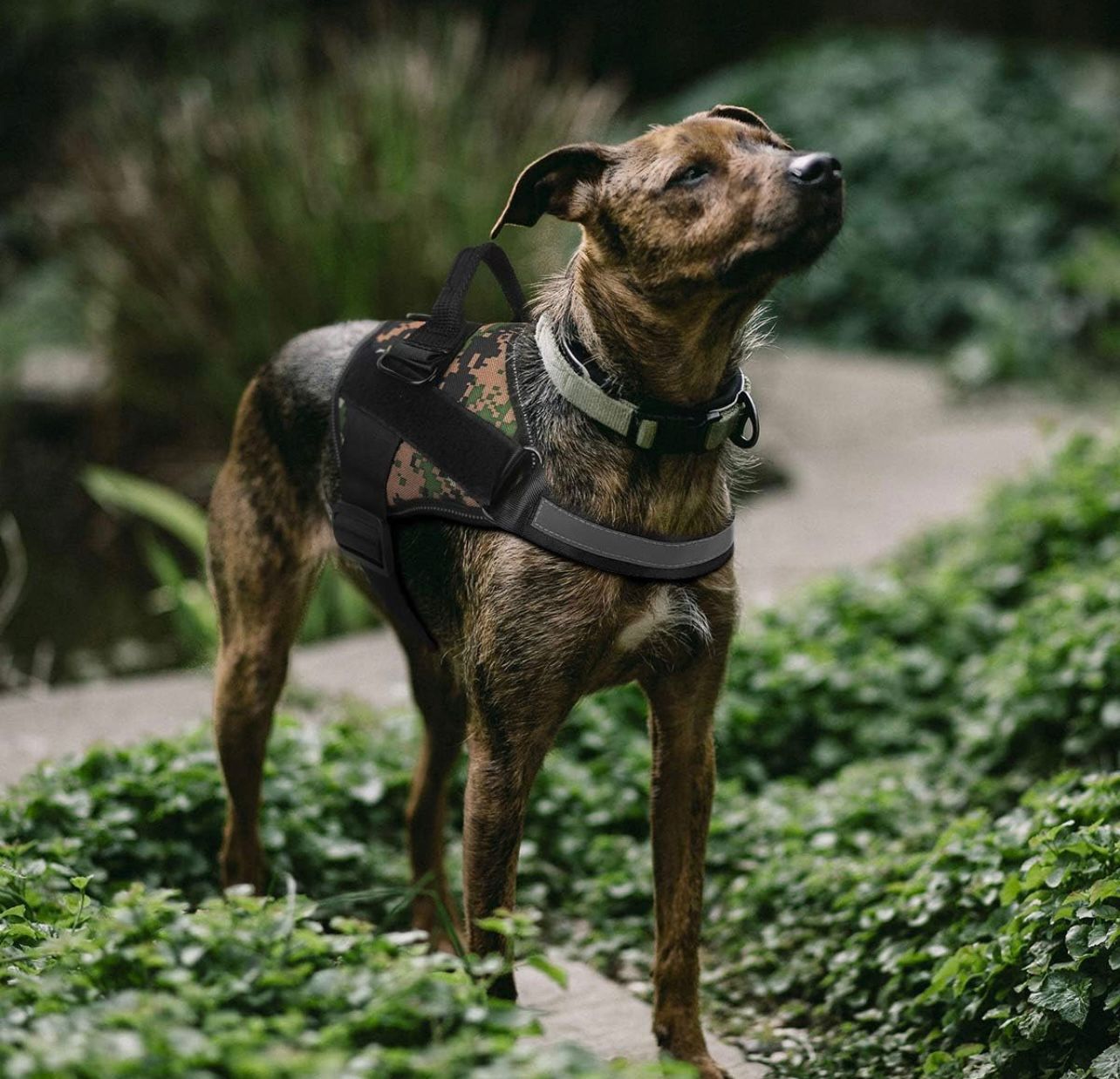 Arnés Service Dog PQ 03