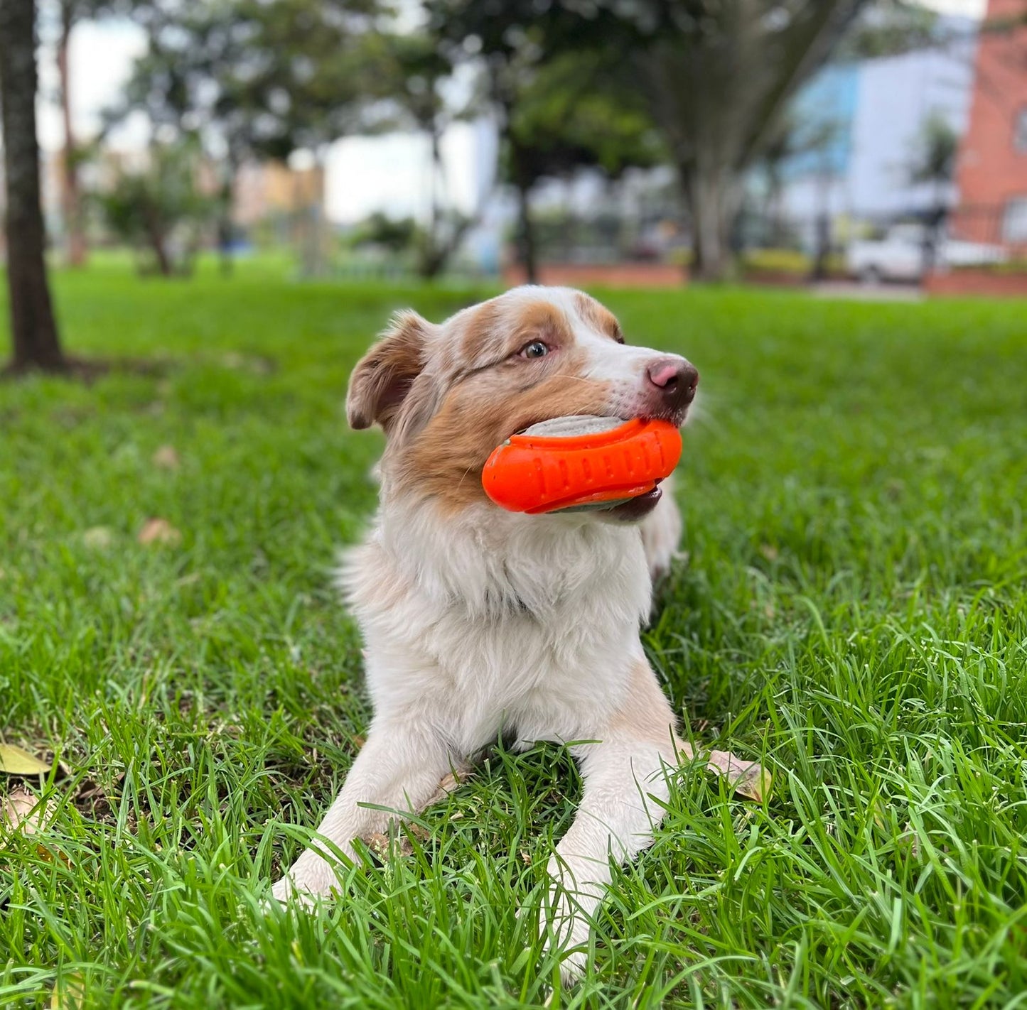 Juguete pelota ovalada maciza para perros FP-04