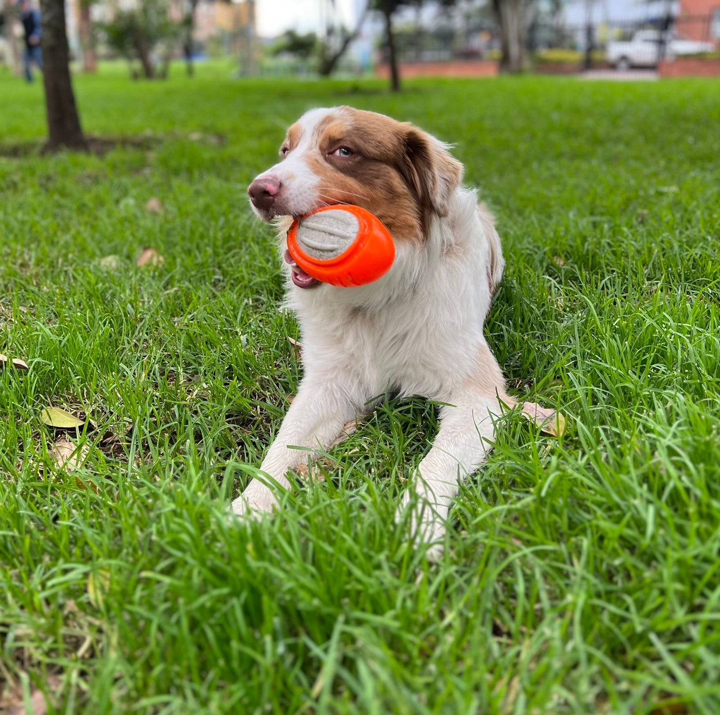 Juguete pelota ovalada maciza para perros FP-04