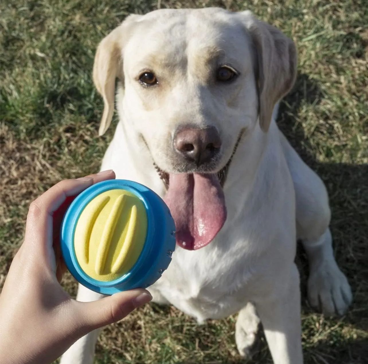 Juguete pelota para perros FP05