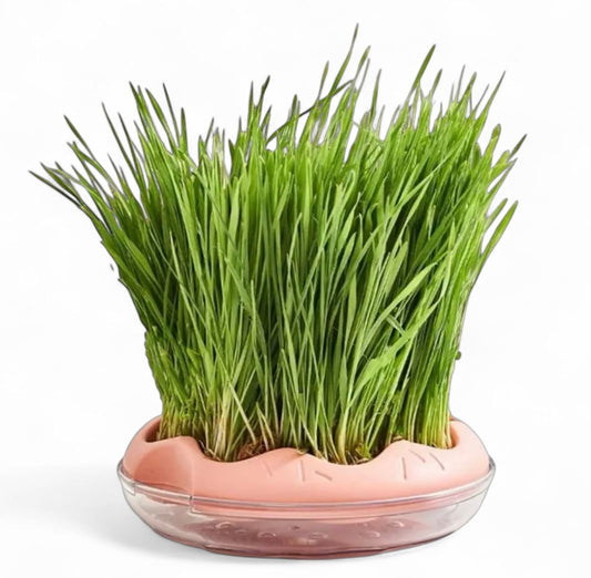 Maceta de hierba para gatos MWJ908