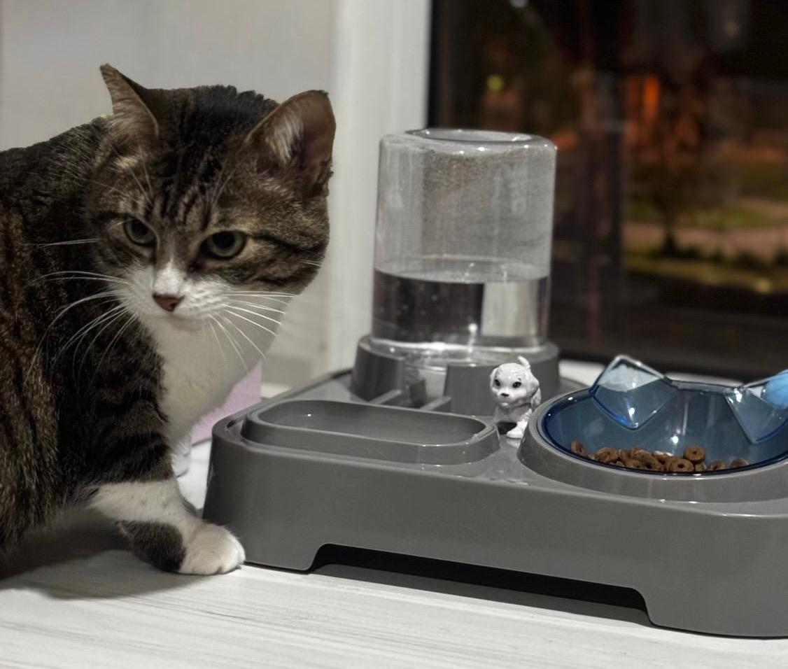 Comedero y bebedero automatico para gatos y perros pequeños