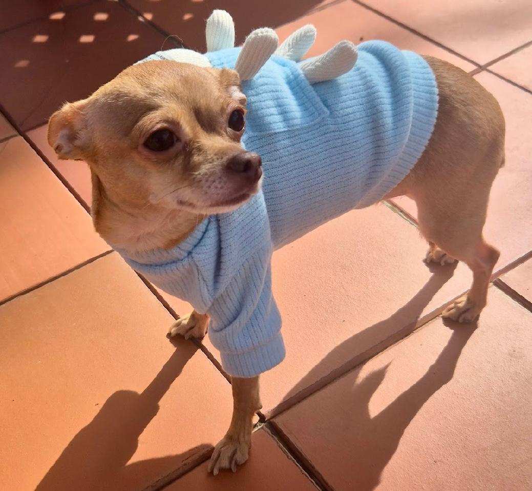 Sueter para perros mini