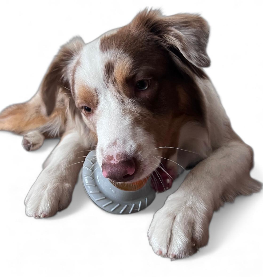 Juguete dispensador de comida para perros
