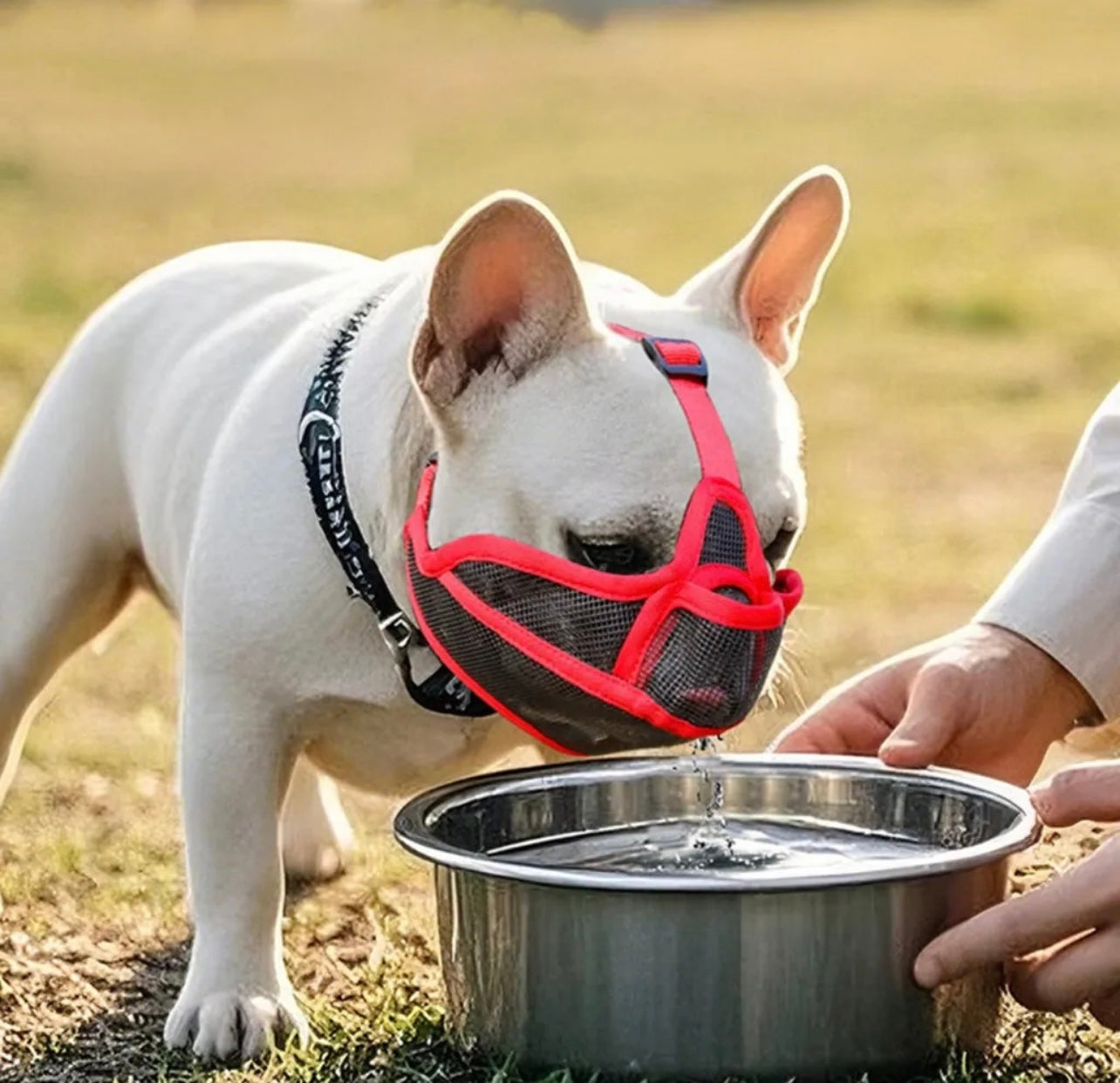 Bozal en maya transpirable para perros
