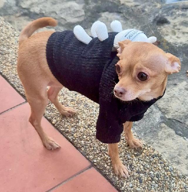Sueter para perros mini