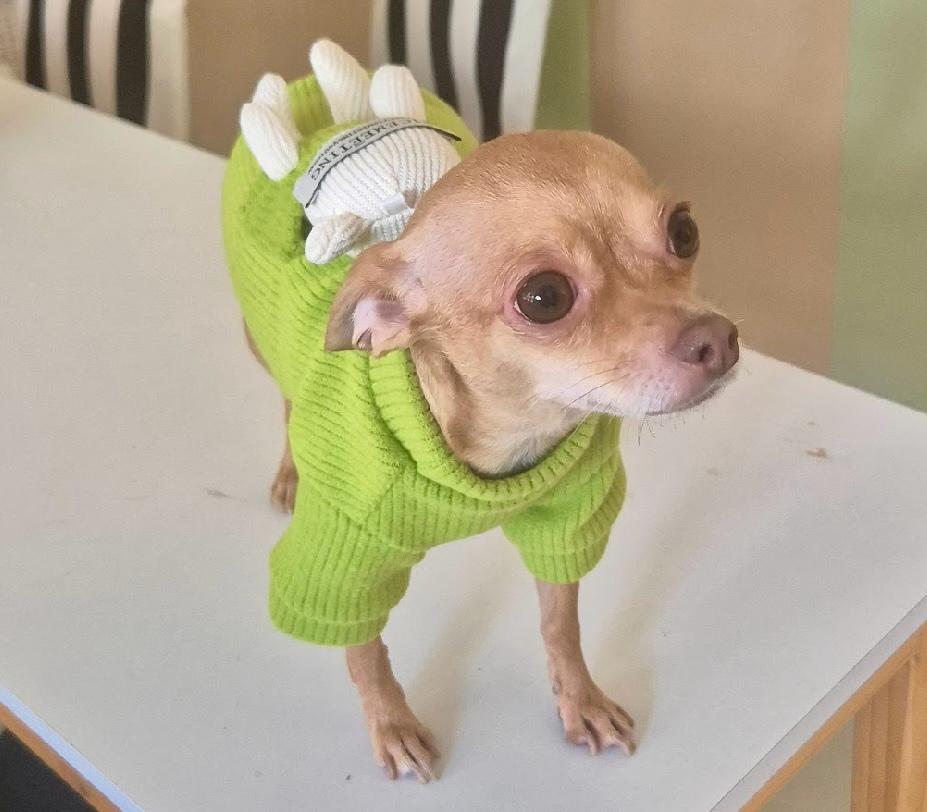 Sueter para perros mini