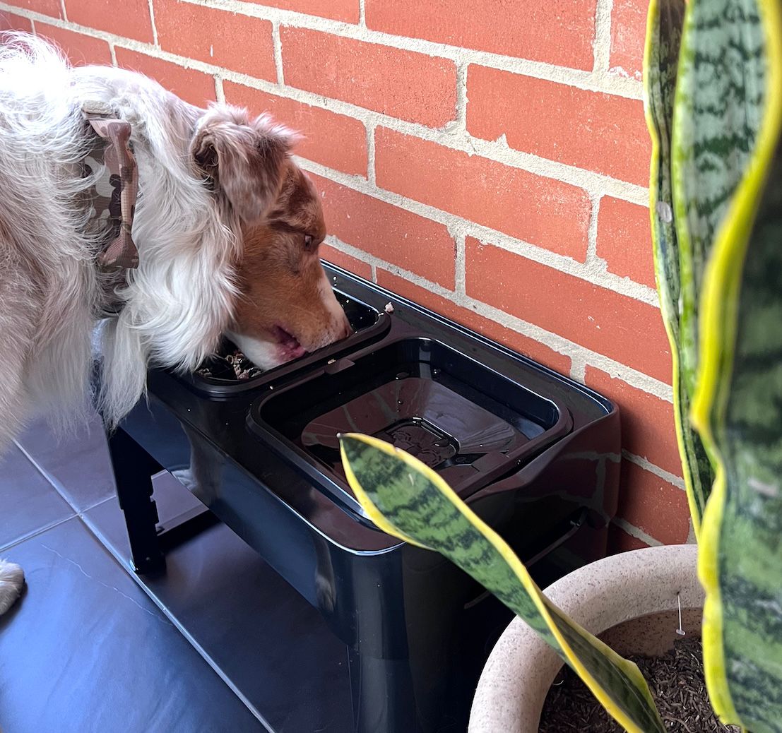 Comedero elevado doble con alturas ajustables para perros PQL001