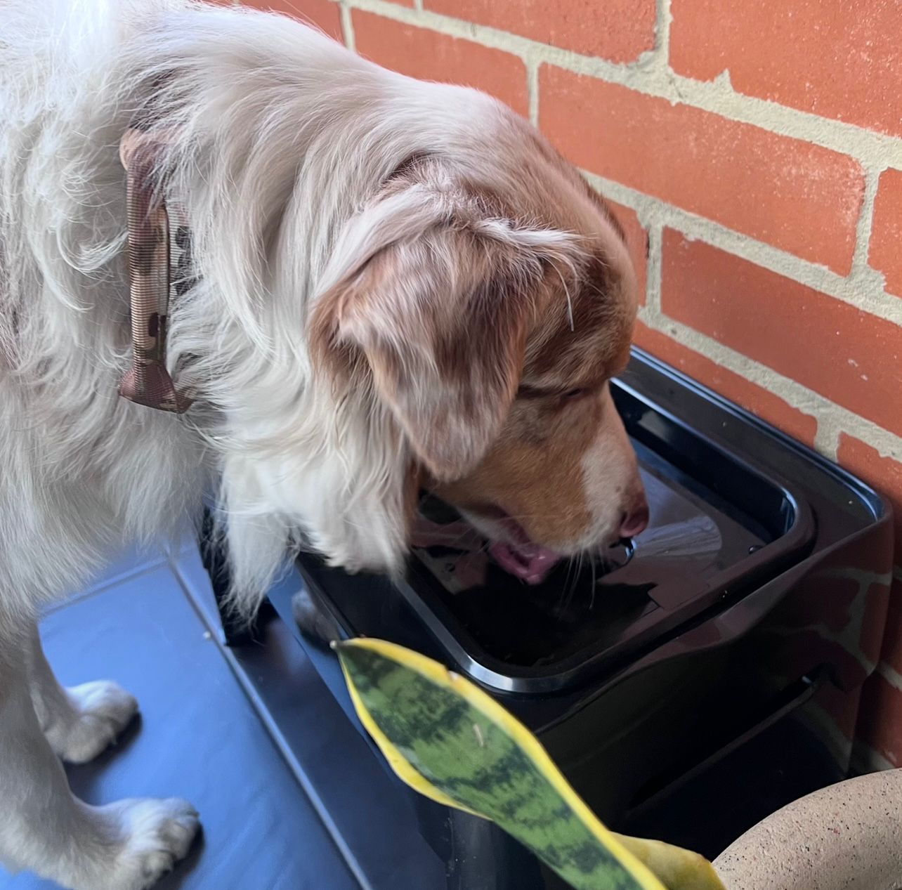 Comedero elevado doble con alturas ajustables para perros PQL001
