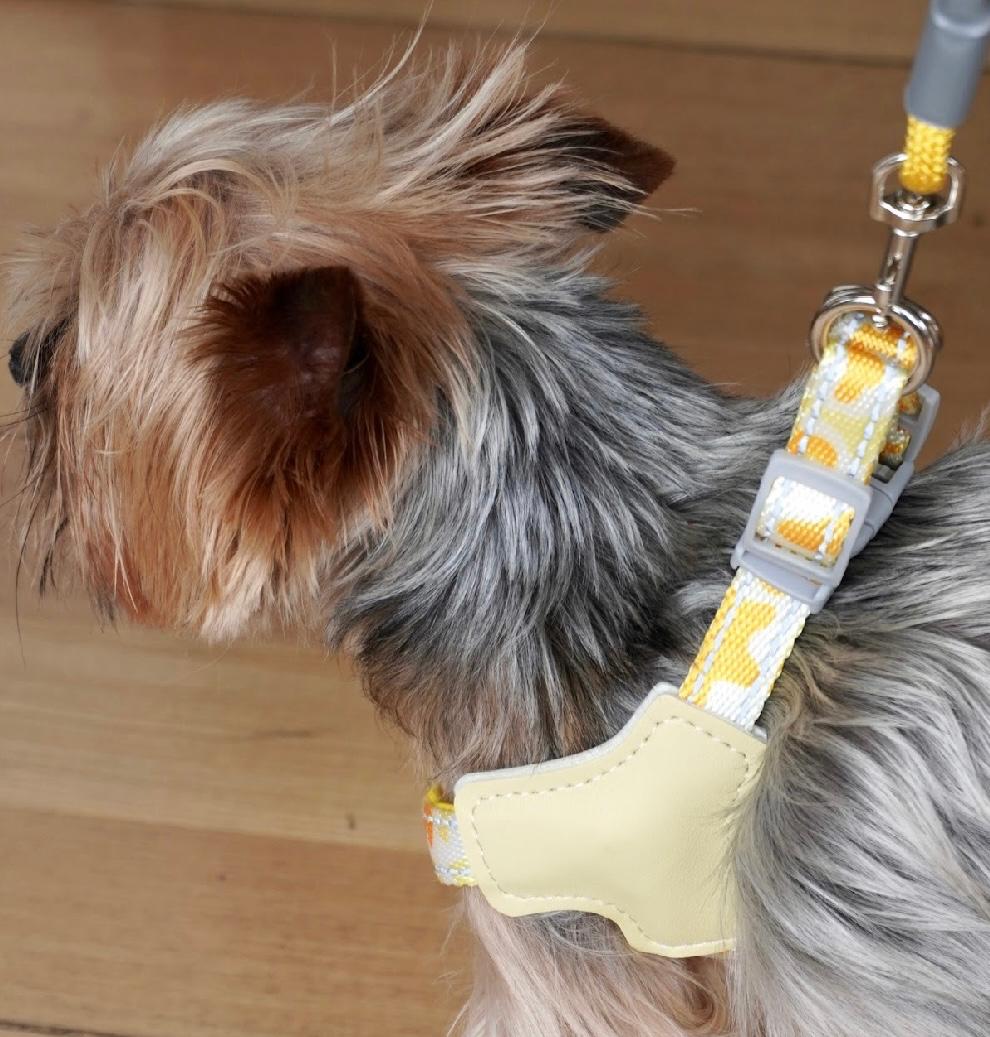 Arnés y correa para perros razas mini