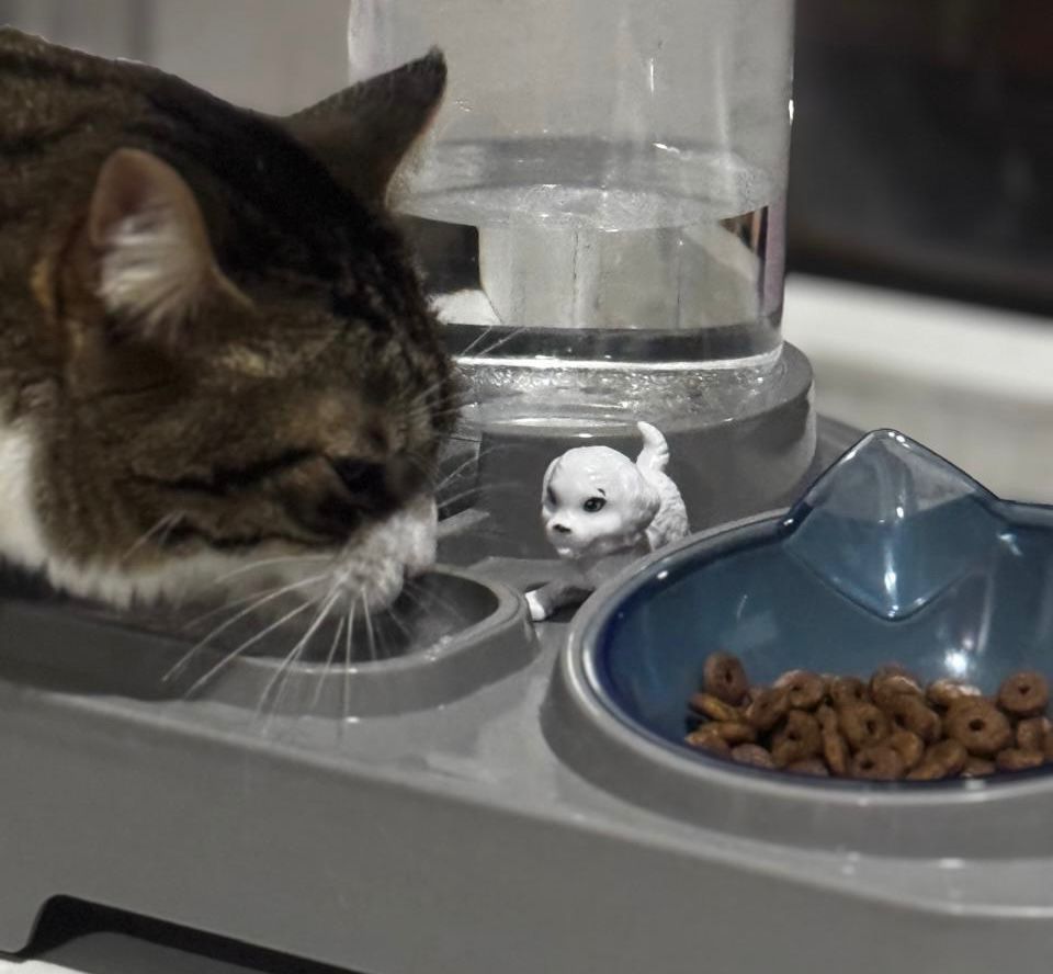 Comedero y bebedero automatico para gatos y perros pequeños